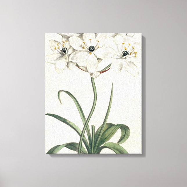 Ivory Garden Leinwanddruck (Vorderseite)