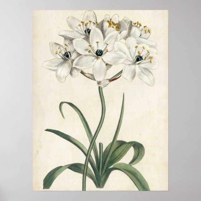Ivory Garden Poster (Vorne)