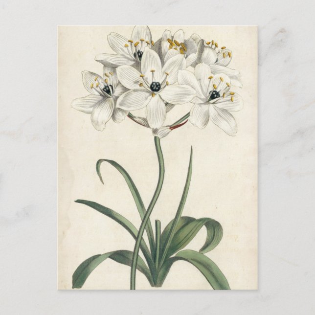 Ivory Garden Postkarte (Vorderseite)