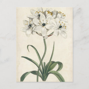 Ivory Garden Postkarte