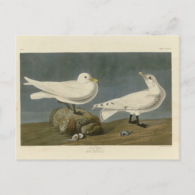 Ivory Gull - John James Audubons Vögel in Amerika Postkarte (Vorderseite)