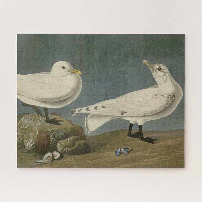 Ivory Gull - John James Audubons Vögel in Amerika Puzzle (Horizontal)