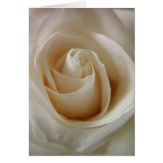Ivory White Rose Blume