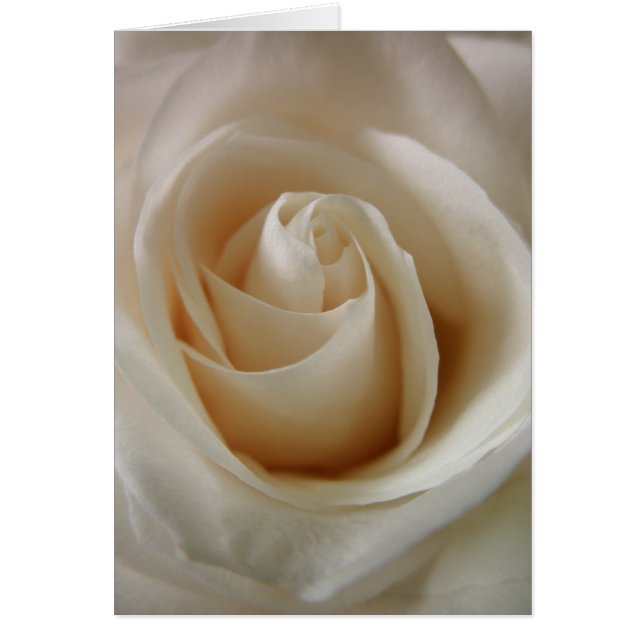 Ivory White Rose Blume (Vorne)