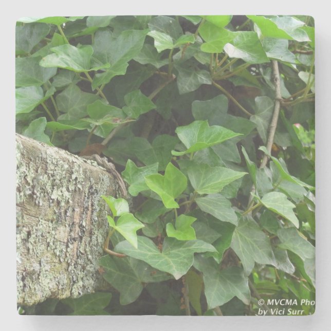 Ivy and Lichens - Martha's Vineyard Steinuntersetzer (Vorderseite)