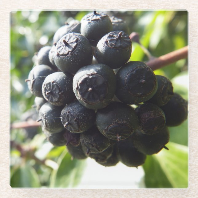 Ivy Berries Glass Untersetzer (Vorderseite)