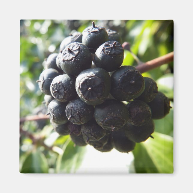 Ivy Berries Magnet (Vorne)