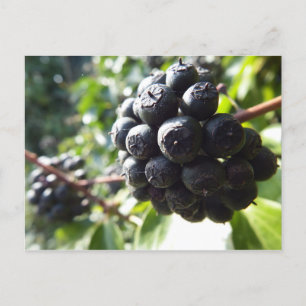 Ivy Berries Postcard Postkarte