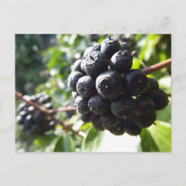 Ivy Berries Postcard Postkarte