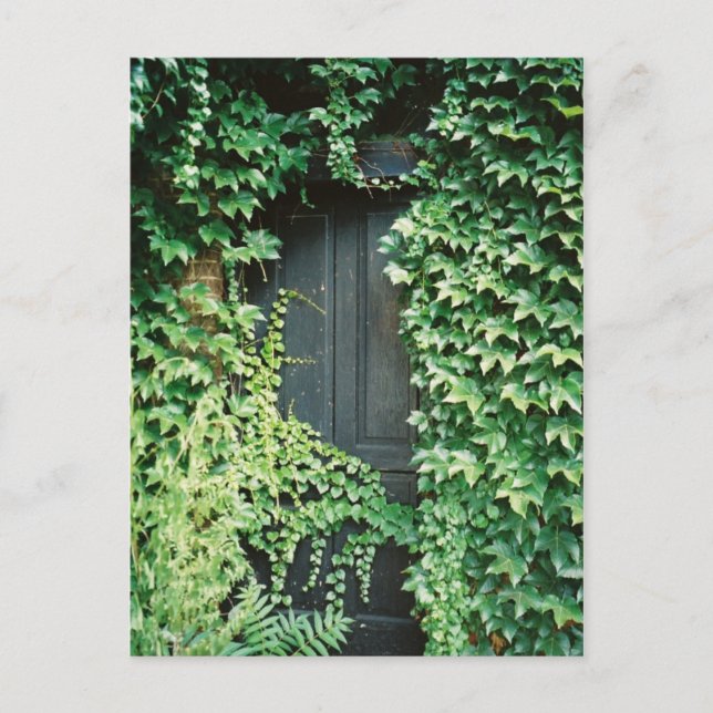 Ivy Door Postkarte (Vorderseite)