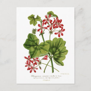 Ivy-leaf Geranium Postkarte