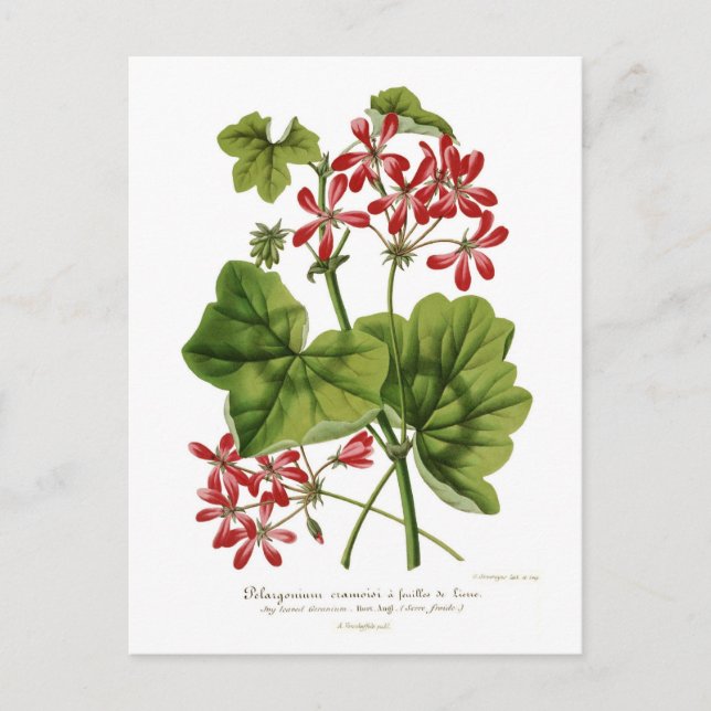 Ivy-leaf Geranium Postkarte (Vorderseite)
