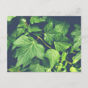 Ivy Leaf Green Blätter Postcard Postkarte