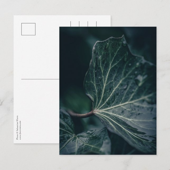 Ivy Leaf Nature Foto Postkarte (Vorne/Hinten)
