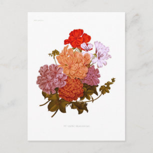 Ivy-leaved Pelargonium Postkarte
