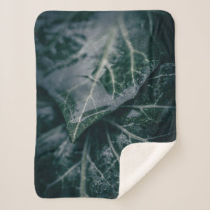 Ivy Nature Foto Sherpadecke