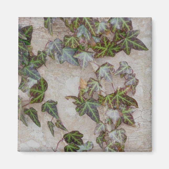 Ivy on Tree Trunk Magnet (Vorne)