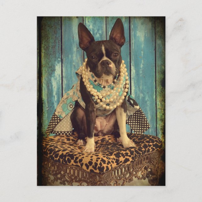 Ivy the Boston Terrier Postkarte (Vorderseite)