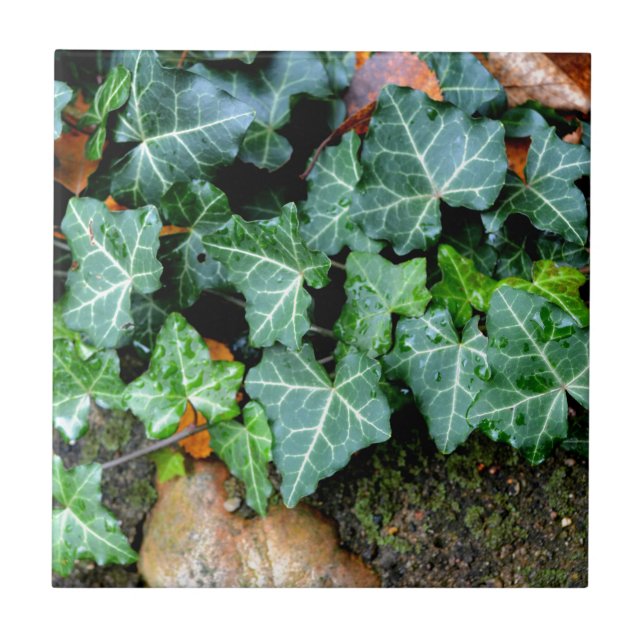 Ivy und Felsstein Fliese (Vorderseite)