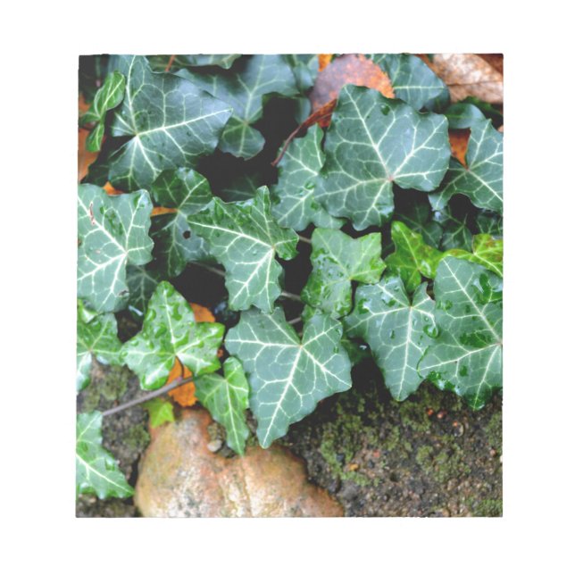 Ivy und Felsstein Notizblock (Vorderseite)