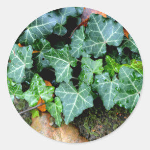 Ivy und Felsstein Runder Aufkleber