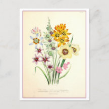 Ixia Botanische Illustration Vintag
