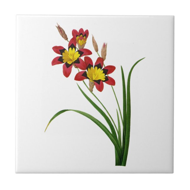 Ixia Tricolor von Pierre Joseph Redoute Fliese (Vorderseite)