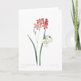 Ixia und Sommerschneeflocke Feiertagskarte