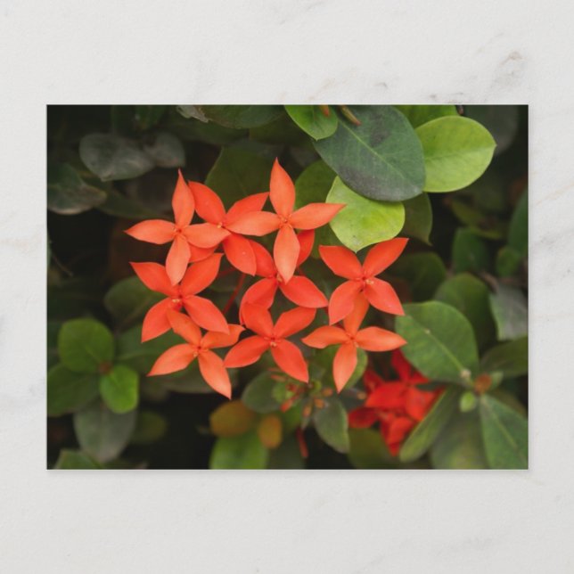 Ixora Coccinea - Rote Blume Postkarte (Vorderseite)