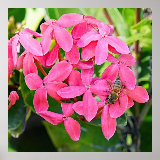 Ixora Pflanze Poster (Vorne)