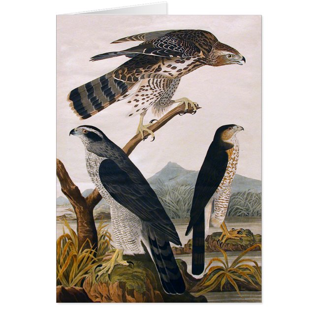 J.J. Audubon (Goshawk, Stanley Hawk) (1829) (Vorne)
