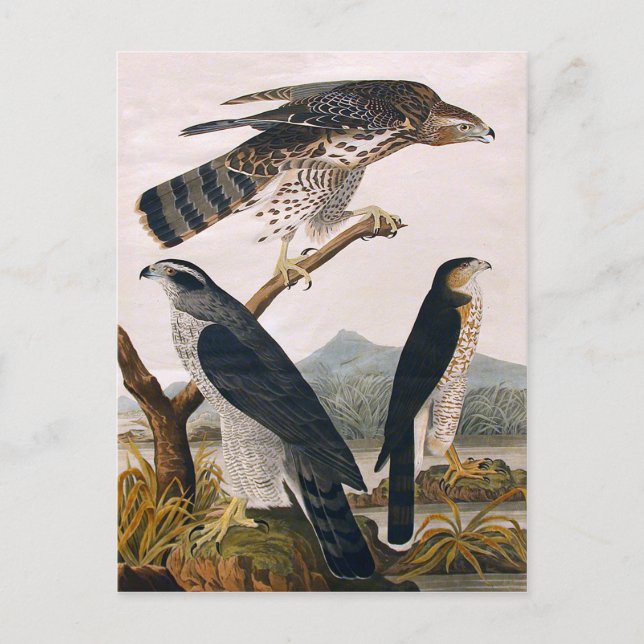 J.J. Audubon (Goshawk, Stanley Hawk) (1829) Postkarte (Vorderseite)