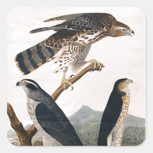J.J. Audubon (Goshawk, Stanley Hawk) (1829) Quadratischer Aufkleber