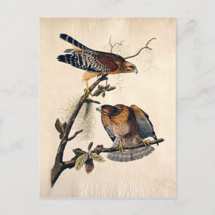 J.J. Audubon (Red Shoultered Hawk) (1829) Postkarte