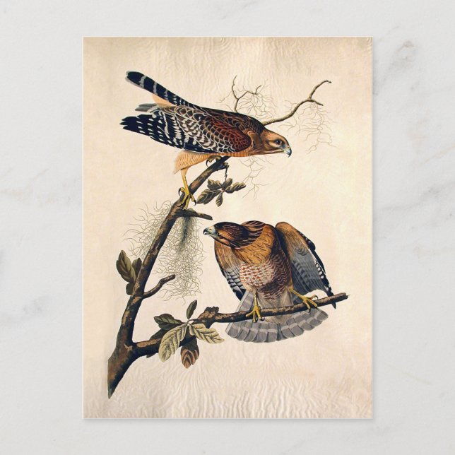 J.J. Audubon (Red Shoultered Hawk) (1829) Postkarte (Vorderseite)