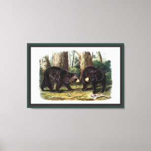 J.W. Audubon - Ursus Americanus Black Bar Leinwanddruck