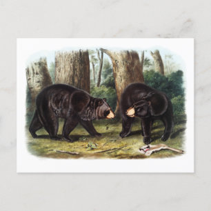 J.W. Audubon - Ursus Americanus Black Bar Postkarte