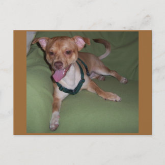 Ja, ich bin ein Chihuahua Postkarte