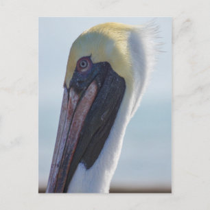 Ja, ich bin wunderschön postkarte