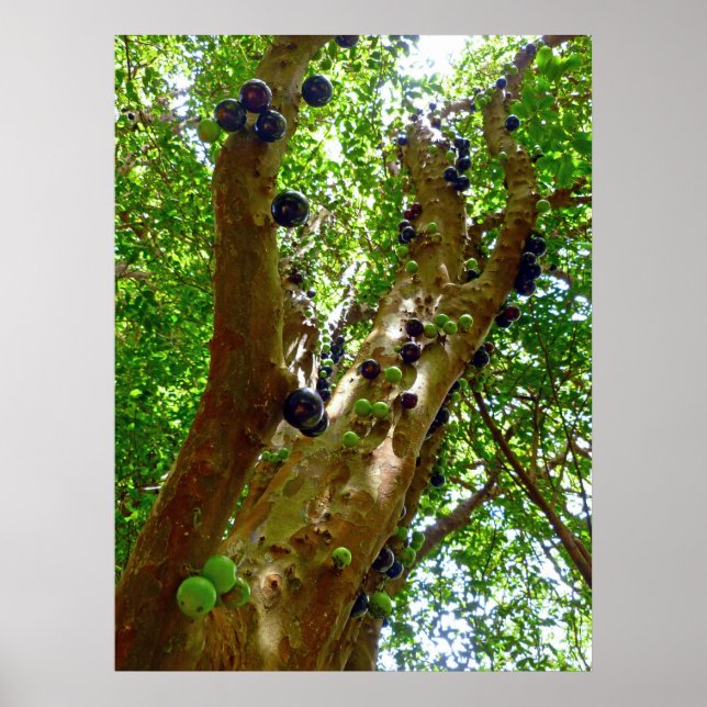 Jaboticaba Tree Poster (Vorne)