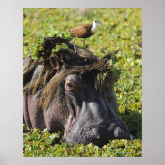 Jacana stehend auf Hippo's (Hippopotamus Poster