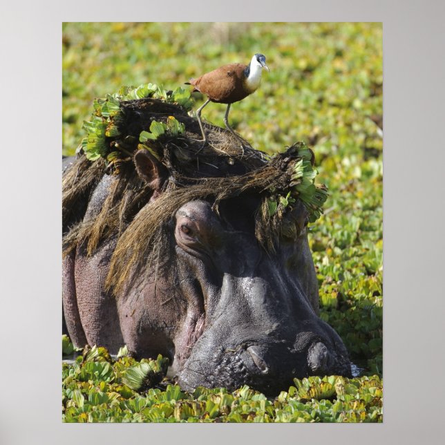 Jacana stehend auf Hippo's (Hippopotamus Poster (Vorne)