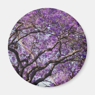 Jacaranda Baum im Frühjahr Blüte Blume Magnet