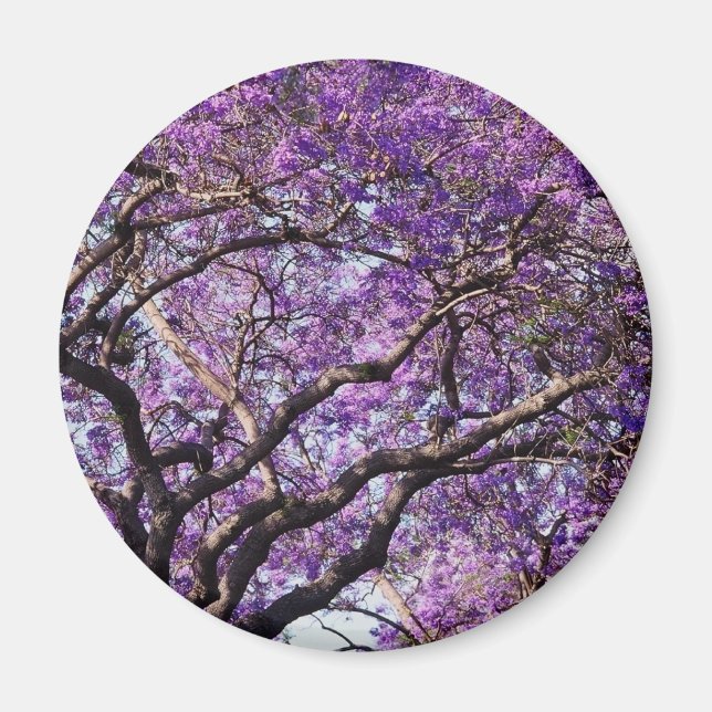 Jacaranda Baum im Frühjahr Blüte Blume Magnet (Vorne)