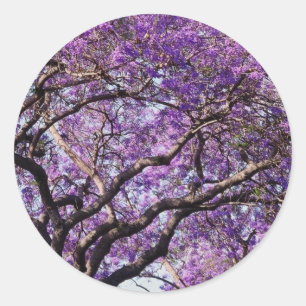 Jacaranda Baum im Frühjahr Blüte Blume Runder Aufkleber