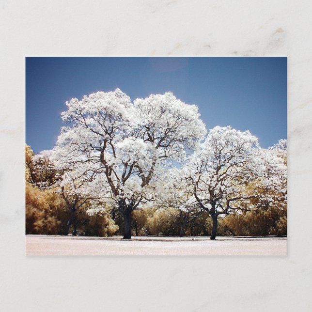 Jacaranda-Bäume Postkarte (Vorderseite)
