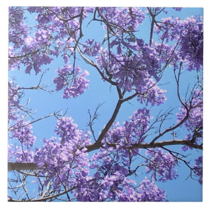Jacaranda Blossoms Fliese