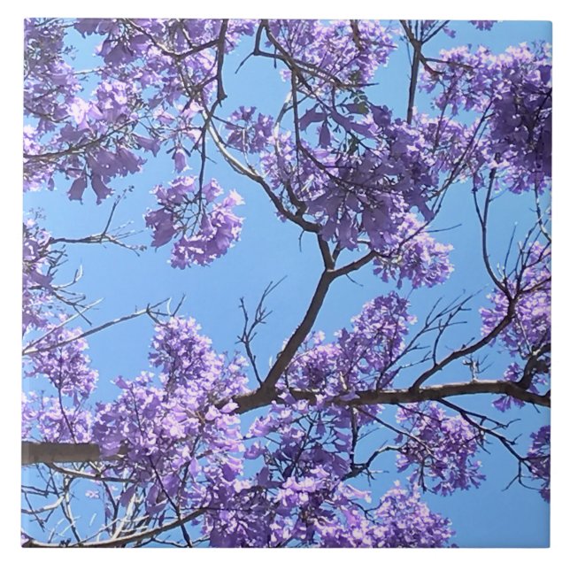 Jacaranda Blossoms Fliese (Vorderseite)