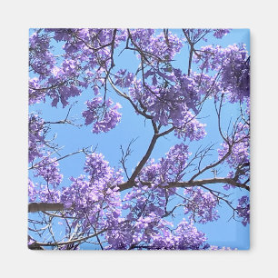 Jacaranda Blossoms Magnet