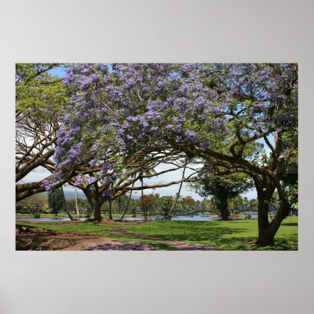 Jacaranda in Bloom Poster (Vorne)